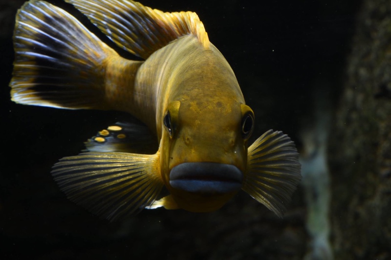 Pseudotropheus sp. 'williamsi north' Makonde